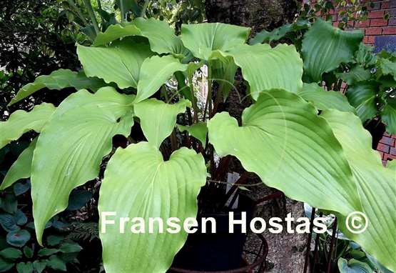 Hosta Green Wings